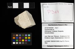Foto (Objekt + Etiketten) von Goniodromites sp. 